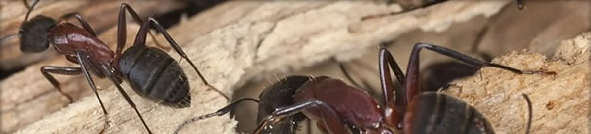 Close-up of ants on wood showing an active ant infestation in Lakeland, FL