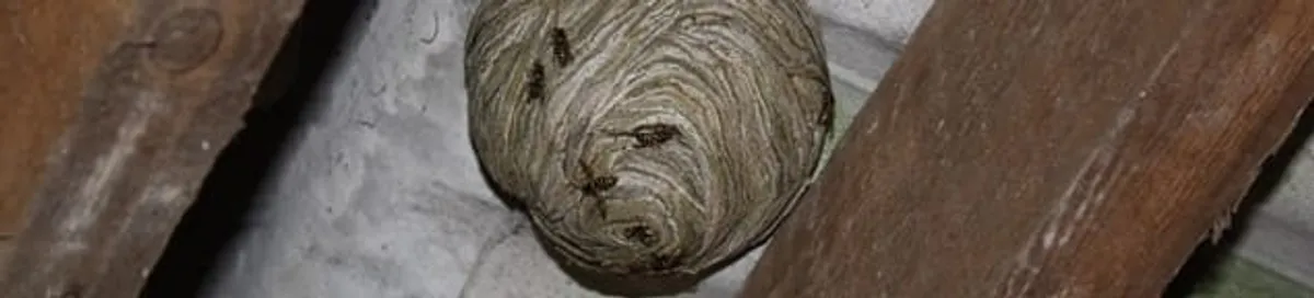 Wasp nest in an attic space, a common home infestation risk in Lakeland, FL