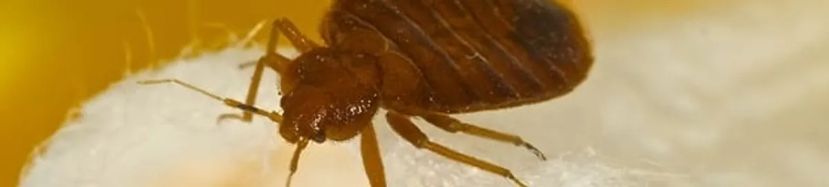 Close-up of a bed bug, a sign of an active infestation in Lakeland, FL