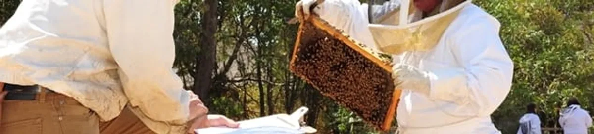 Bee removal specialists relocating a hive and honeycomb safely in Lakeland, FL