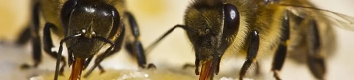 Close-up of honey bees, a sign of a nearby hive in Lakeland, FL