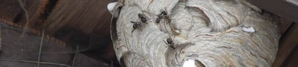 Close-up of a wasp nest with active wasps, a sign of an infestation in Lakeland, FL